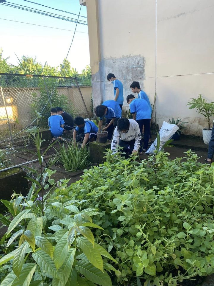 Học sinh chăm sóc vườn cây thuốc nam